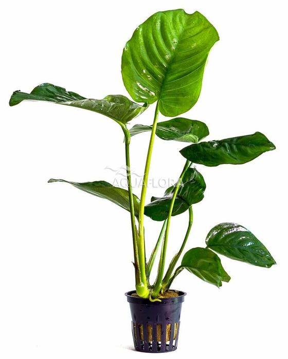 Anubias barteri van barteri ładny spory