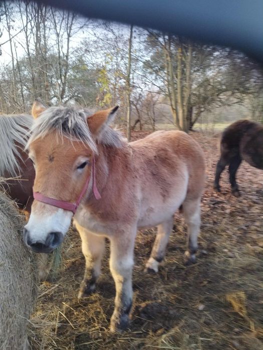 Sprzedam źrebaki i klacze