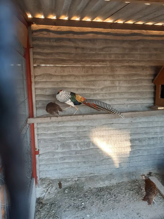 Sprzedam kury ozdobne lakelfender I ayam cemani