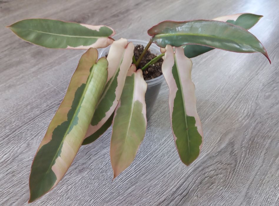 Филодендрон Atabopoense var