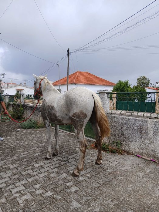 Vendo egua mosquiada bem montada