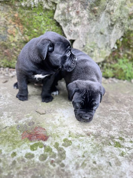 Залишилась одна красуня кане корсо