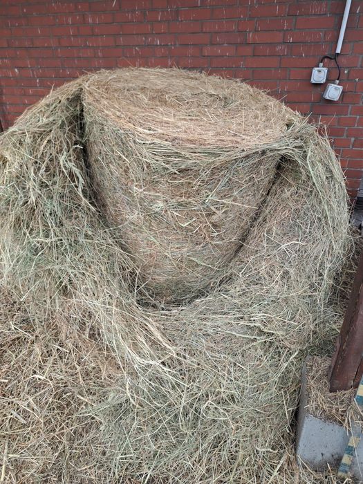 Baloty siana dla koni z transportem / siano tegoroczne