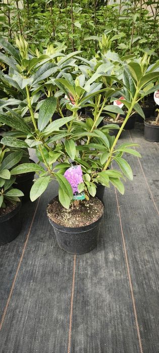 Rhododendron Różanecznik