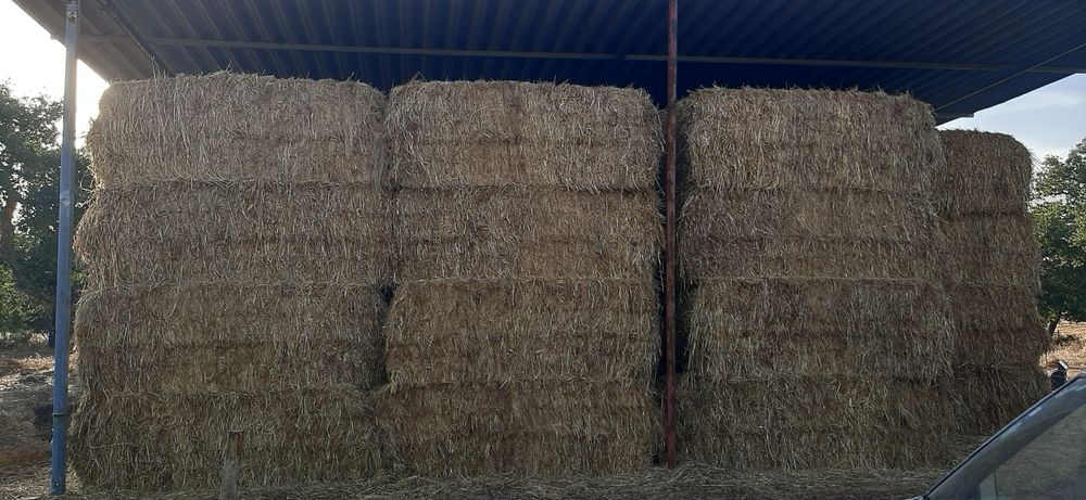 Feno ano 2025 de tritical com erva espontânea e aveia com erva espontâ