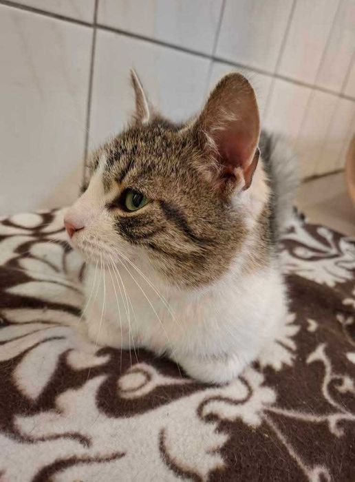 Verona o oryginalnym futerku czeka na dom w częstochowskim schronisku