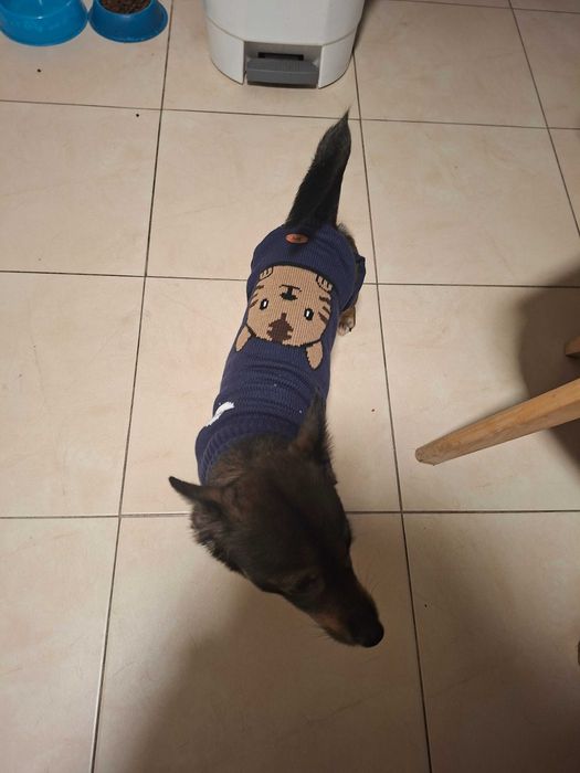 Doação responsável,macho canideo,desparasitação em dia,tem chip