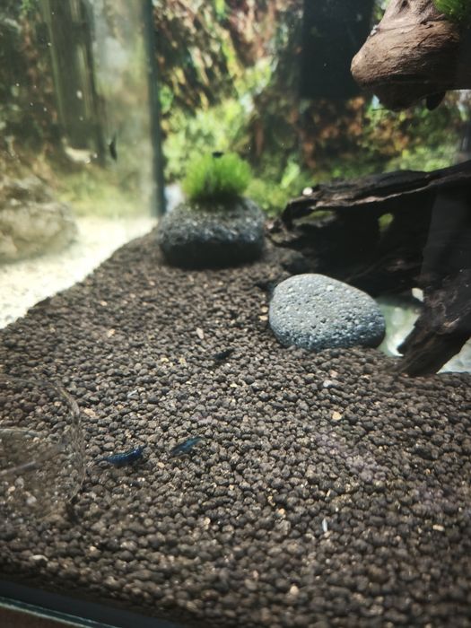 Neocaridinas blue dream