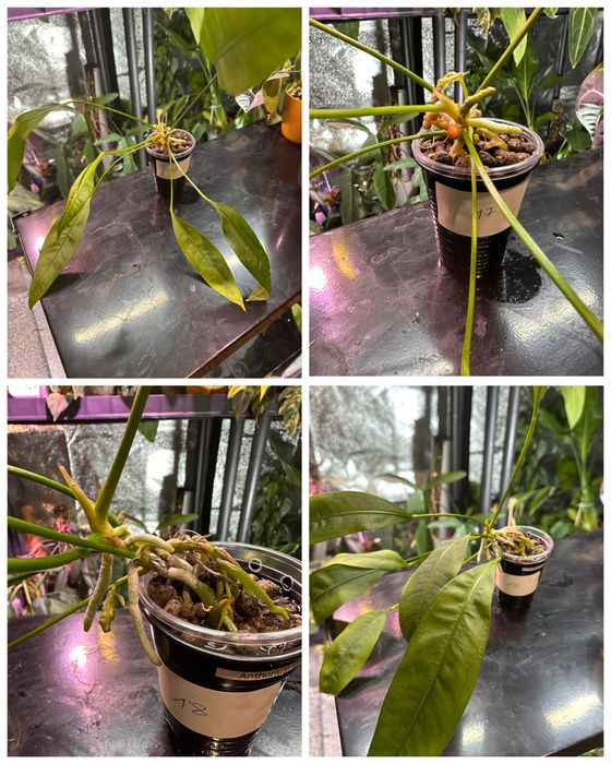 Anthurium vittarifolium
