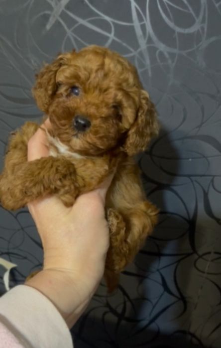 Ред Той Пуделя девочка