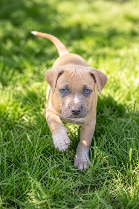 Mega rodzinna i oddana suczka Amstaff!