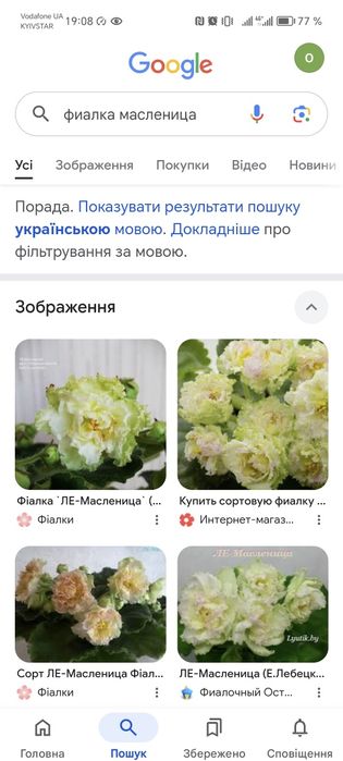 Фіалки.          .