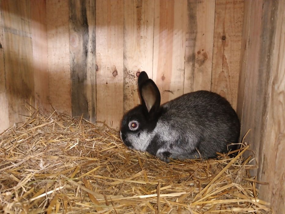 Wjs 7 tyg same samce