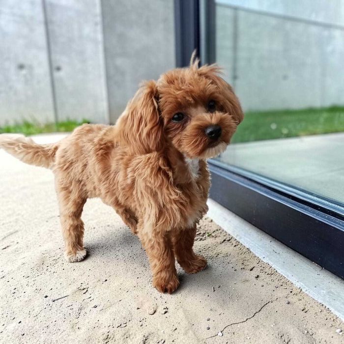 Suczka Maltipoo