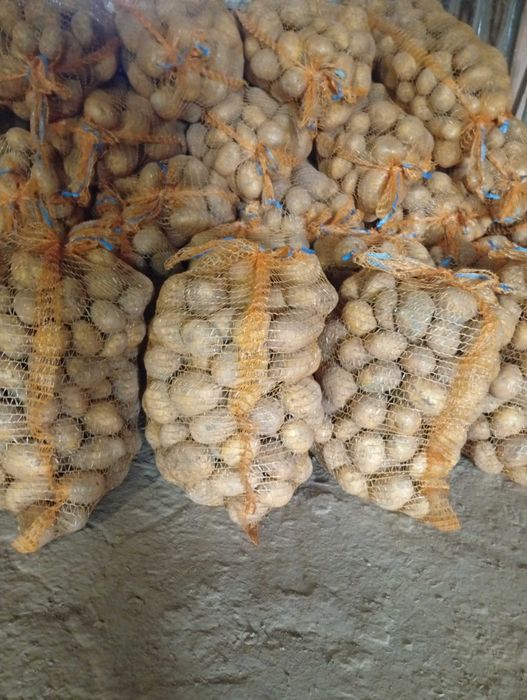 Sprzedam ziemniaki Soraya i Vineta