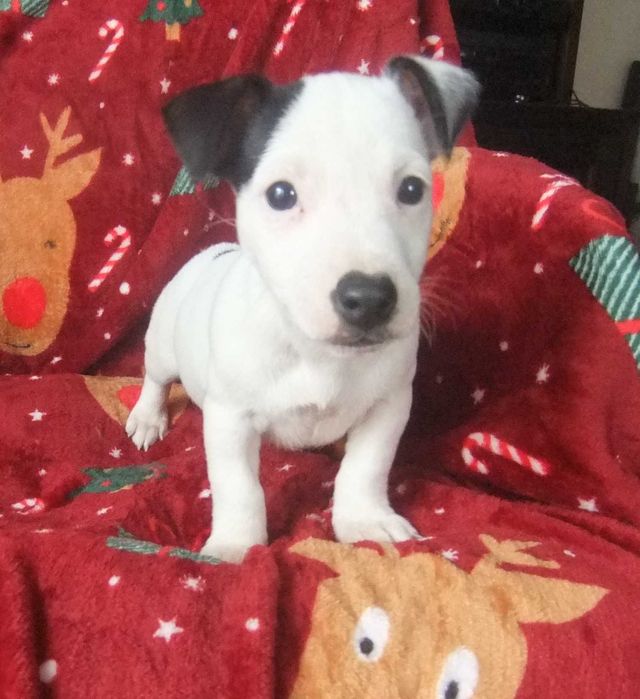 Jack Russel Terrier cachorro de grande qualidade