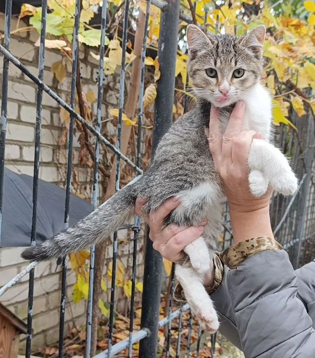 Безкоштовно !!!  Кошенята .