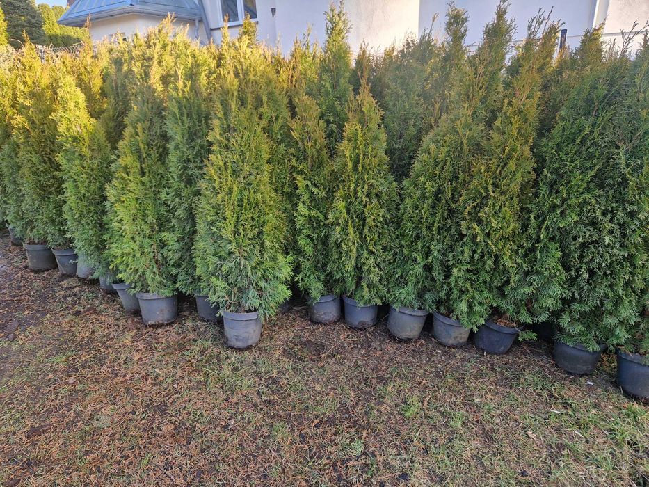 PRODUCENT Tuja Szmaragd 150 - 160 cm w Donicy 100%przyjecie SUPRAŚL