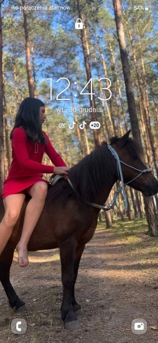 Piękny kuc dla dzieci
