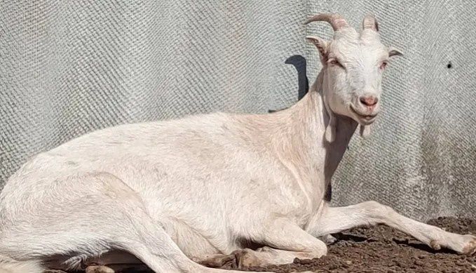 Ламанча (коротковуха) ярка та кітна