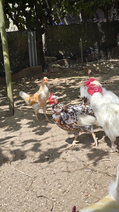 Coquichos de várias idades e cores.