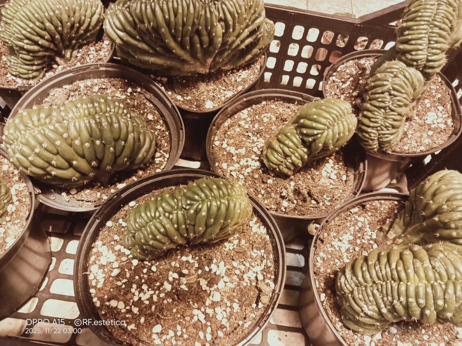 Cacto San Pedro.   Unicos . pague 2 leva 3