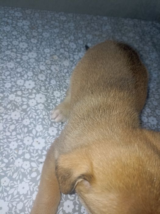 Отдам цуценят в хорошие руки