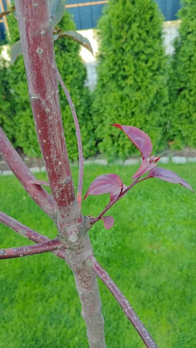 Jabłoń Royalty 2 sadzonki drzew 3m i 2,7m