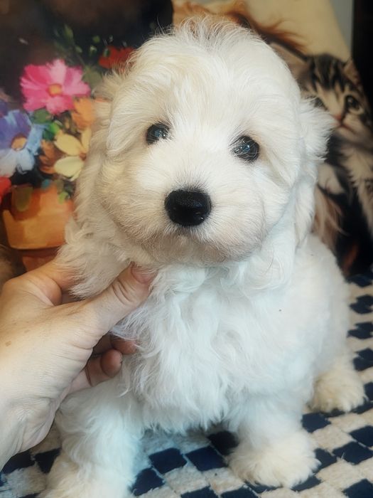 Śliczny piesek Maltipoo