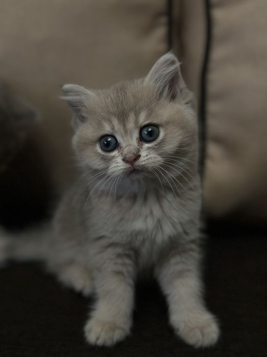 Шотландські кошенята – чистокровні, ласкаві та грайливі
