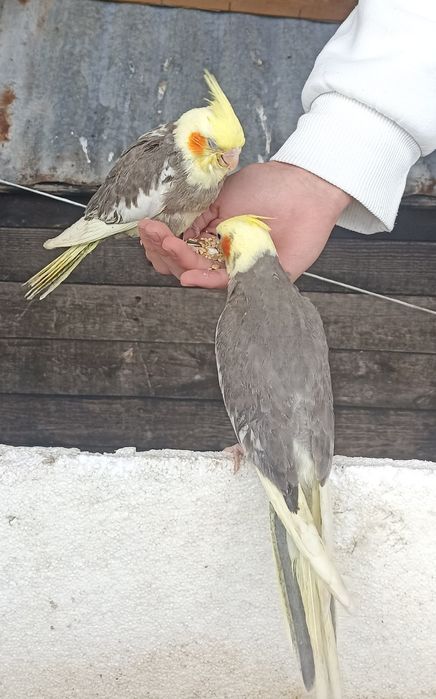 Caturras "colapsitas" domésticas