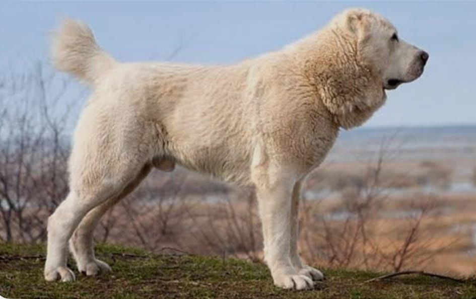 Owczarki Środkowoazjatyckie