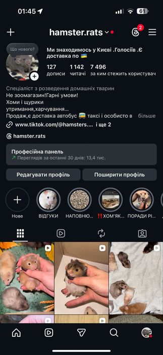 Крыса Дамбо Рекс щурик Тільки Гарні умови! щур кучерявий ручні крысы