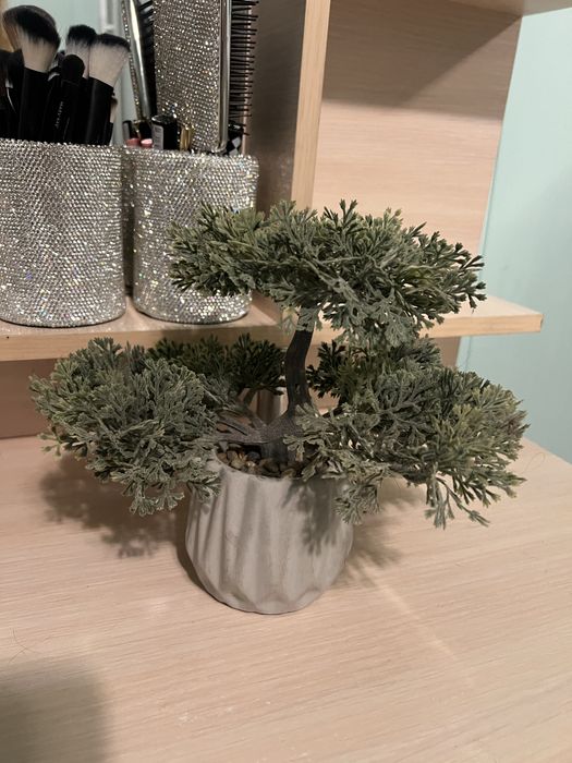 Бонсай Jysk  в идеале