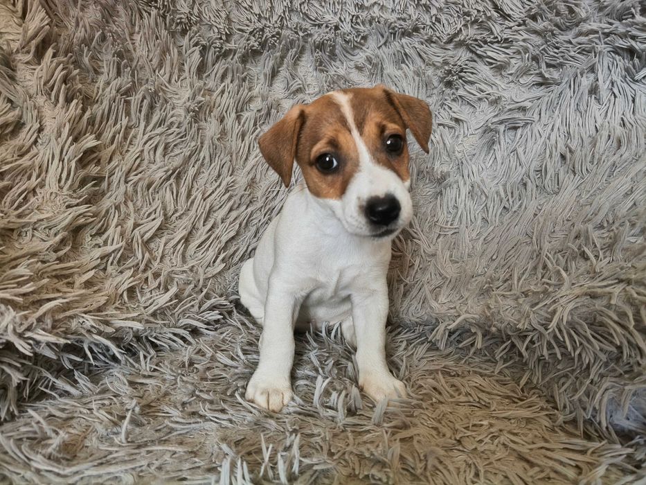Jack Russell Terrier Suczka
