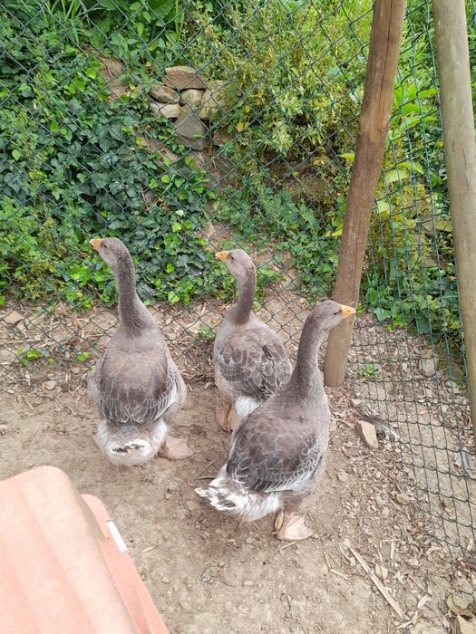 Trio Gansos de Toulouse