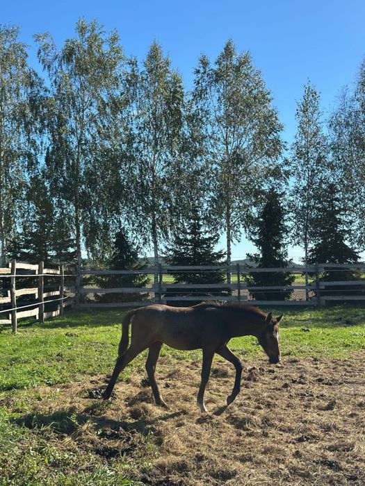 Sprzedam zrebaka po stakkatol, cornet obolensky