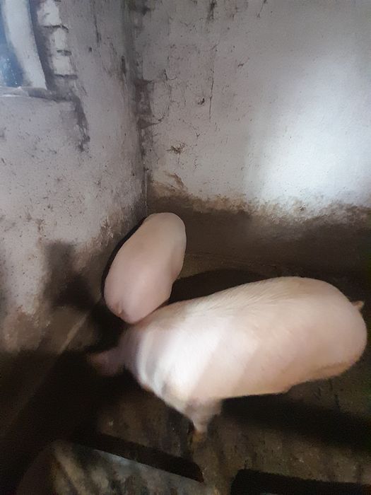 домашня свиня порося