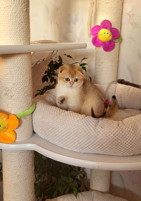 Золотые Мальчишки !