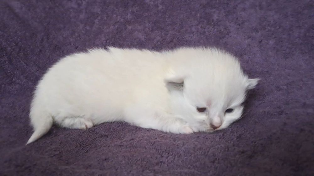 Кошеня невська маскарадна . Попереднє бронювання