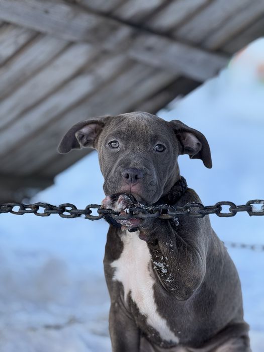 Продаються цуценята АМ Стаф