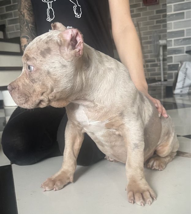 American bully suczka Bydgoszcz • OLX.pl