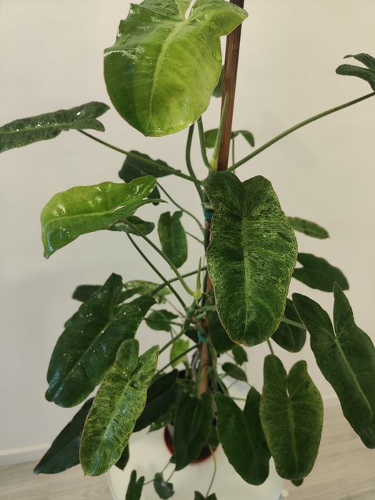 Philodendron paraíso verde // planta interior