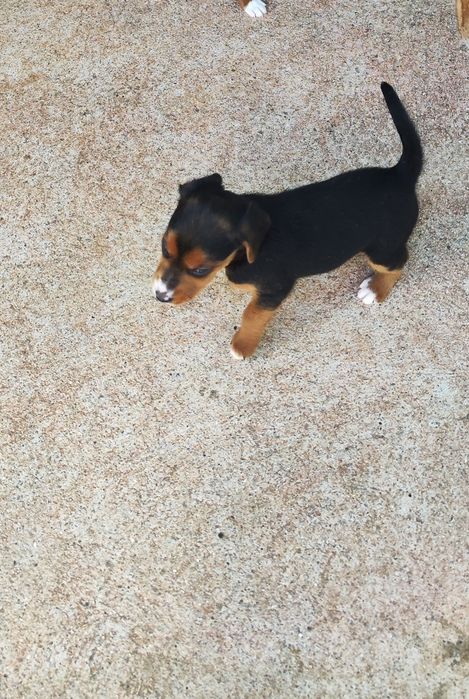 Cachorro cruzado