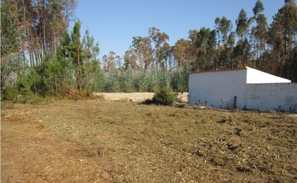 Faço serviço de limpeza e jardins