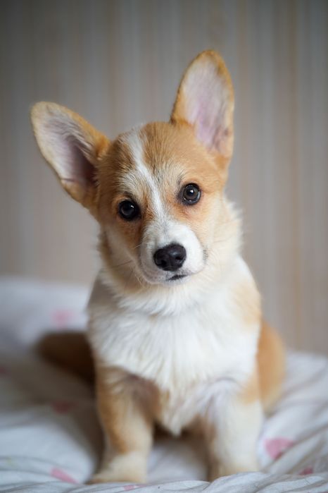 Genetycznie zdrowe Corgi FCI – przebadani rodzice