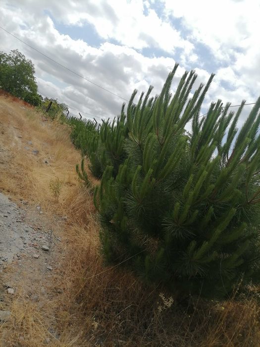 Quinta, com pavilhões