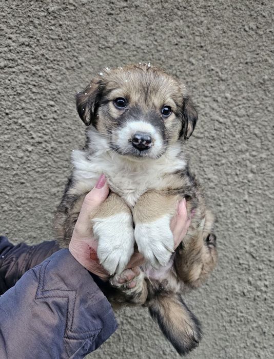 Цуценятко хлопчик в добрі руки