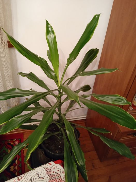 Драцена кімнатна