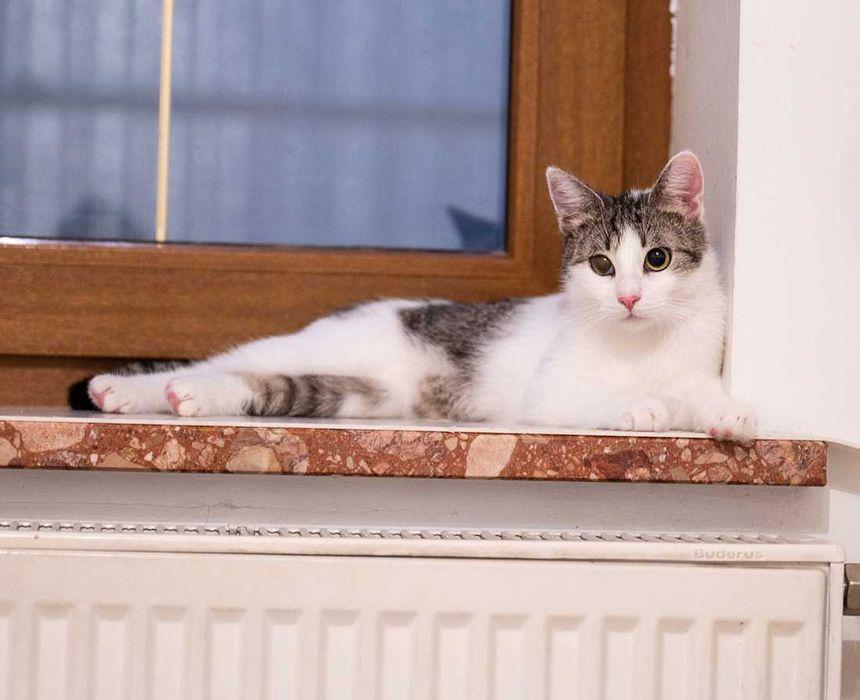 Kotka do adopcji - LOLA, 1 rok